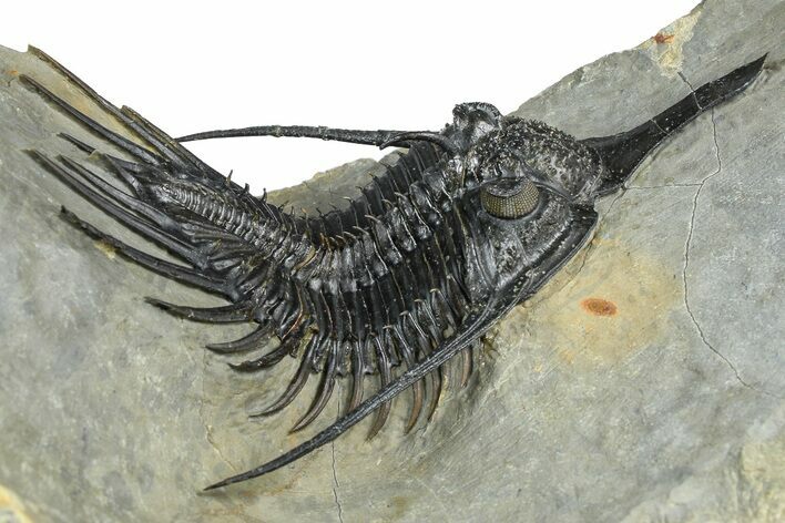 Impressive, Spiny Psychopyge Trilobite - Issoumour, Morocco #368577